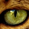 Red_Fox's profile picture