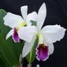 MayLily 的头像