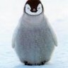 朝顔 profil fotoğrafı