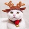 sangwu123's profile picture