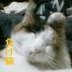 Profilbild von 負け猫詠人(えいと)