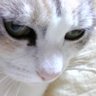 Profilbild von ジュニコ