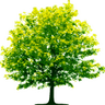miss tree man's profile picture