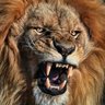 سیاسی ٹھگ's profile picture