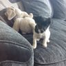 Nickyutd7's profile picture