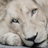 Profilbild von omer khan