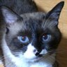 はやと's profile picture