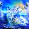 Profilbild von #APG The Wolf