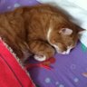 Cat profil fotoğrafı