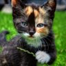 Sue Morris profil fotoğrafı