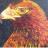 commonsense eagle profil fotoğrafı