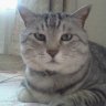 よどみかおる's profile picture