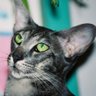Фото профиля Cat From Nowhere