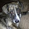 CRSJ's profile picture