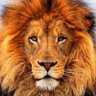 Old Lion 的头像
