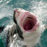 The great white 的头像