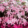 Фото профиля パラソル