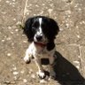 Pippi Lazell's profile picture
