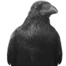 Фото профиля das corax