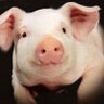 Profilbild von トリケラ