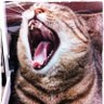 ゆずちゃんこ鍋 profil fotoğrafı