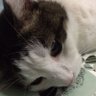 おちゅ profil fotoğrafı