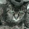 okame profil fotoğrafı