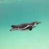 ふくにゃん profil fotoğrafı