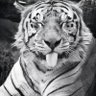 Profilbild von Carlos Arancibia