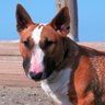 TrainingBullTerriers 的头像