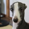 ラルド鹵 profil fotoğrafı