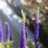 Фото профиля CharlotteLover