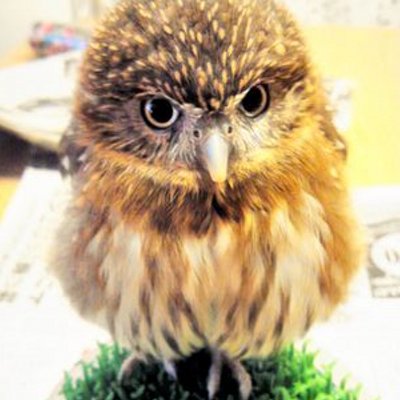 すず@ちびフクロウ's profile picture