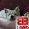 2BarkingWesties's profile picture