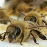 bee's profile picture