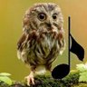 Gufo Carlo's profile picture