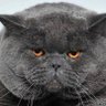 Гаврило's profile picture