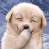 こたろ's profile picture