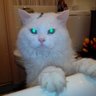 Profilbild von Gatto