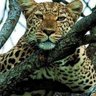 Jaguar 的头像