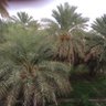 Profilbild von سالم العزري