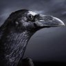 Profilbild von Black beak