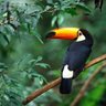ToucanIan ็ๅคดๅ