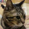 ぽんにゃん 的头像