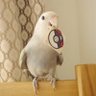 もぐぱん profil fotoğrafı