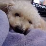 戸越銀座NOWさてさと 的头像
