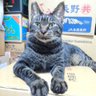Profilbild von 猫田にゃん吉