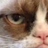 Jodythedeadcat -Looking for sane & rational people's profile picture