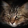 Berto's profile picture