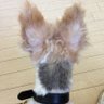 foxhunter's profile picture